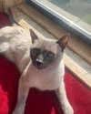 lizardbabychloe Altpins Profile Picture