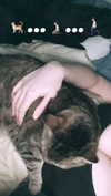onlmeow Altpins Profile Picture