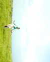 _satomort_ Altpins Profile Picture