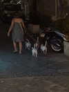 reneeebeller Altpins Profile Picture