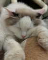 fallen.angel2007 Altpins Profile Picture