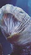 lilih Altpins Profile Picture