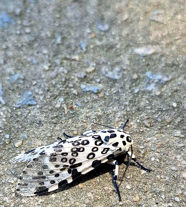 arachni.ba3 instagram image archive image