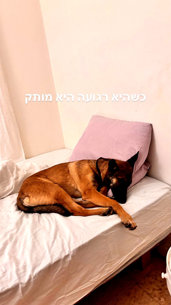 alma.almog alma.almog archive image