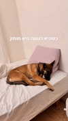 alma.almog Altpins Profile Picture