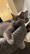 sweetmuffinnss Altpins Profile Picture