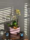 astarwbry_ Altpins Profile Picture