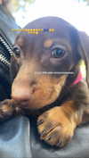 maya.keyy Altpins Profile Picture