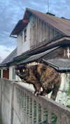ptpchik Altpins Profile Picture