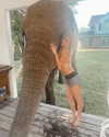 ellianawalmsley Altpins Profile Picture
