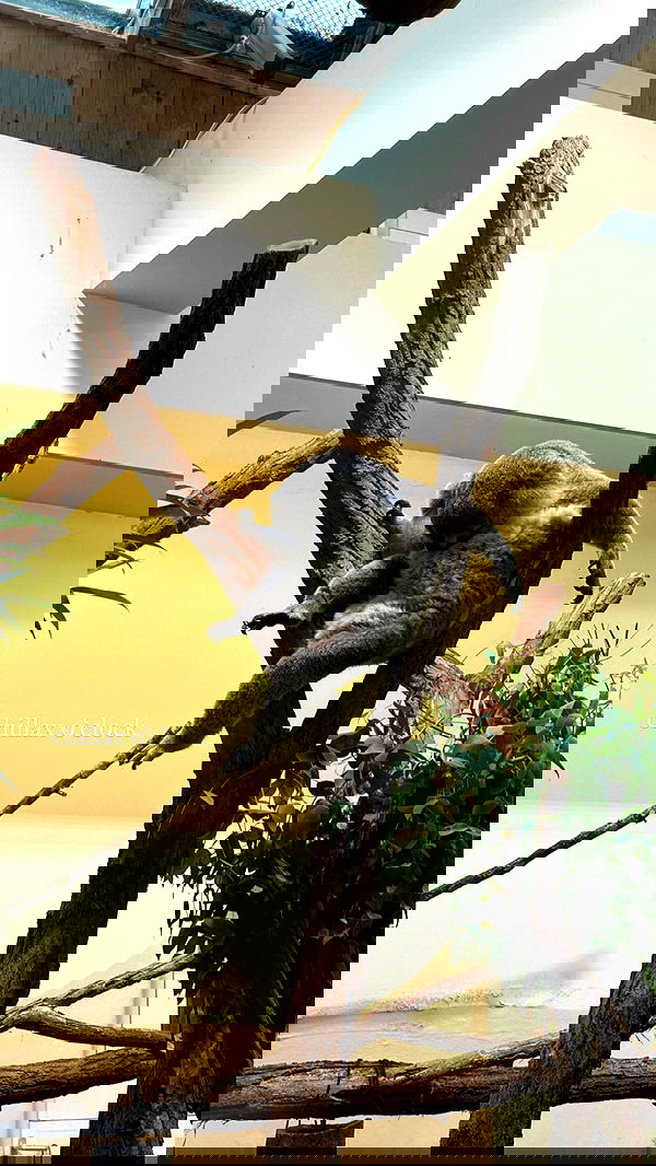 manjolamuriqi manjolamuriqi archive image