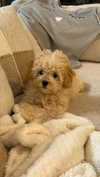 michalcohen___ Altpins Profile Picture