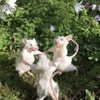 marilyn_damaged Altpins Profile Picture