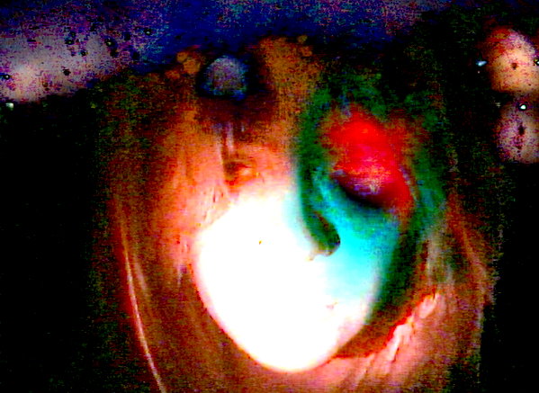 bugz4brainz instagram image archive image