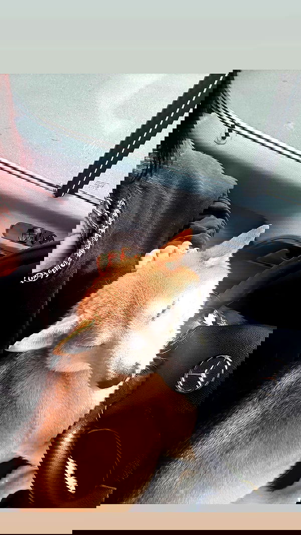 zommmbri zommmbri archive image