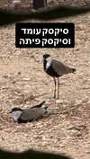 elohim_adirim Altpins Profile Picture