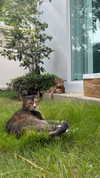 darkstar_mia Altpins Profile Picture