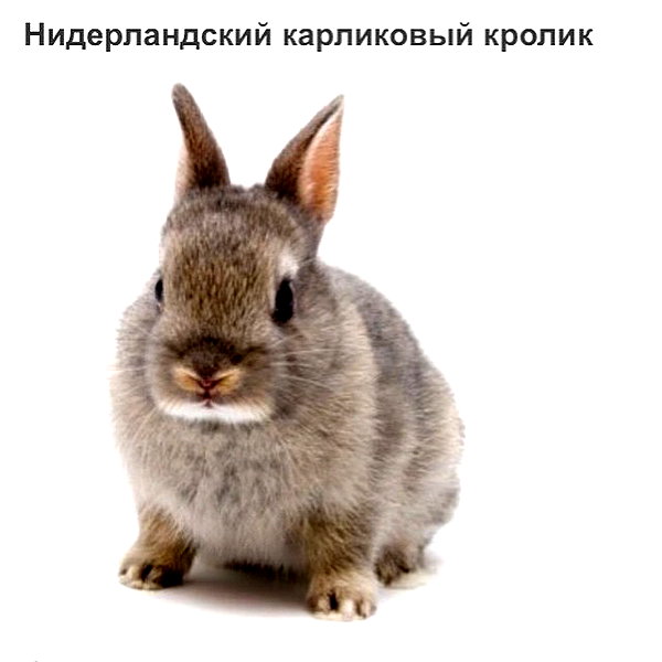 sychevskaya instagram image archive image