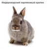sychevskaya Altpins Profile Picture