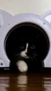 minenmi_ Altpins Profile Picture