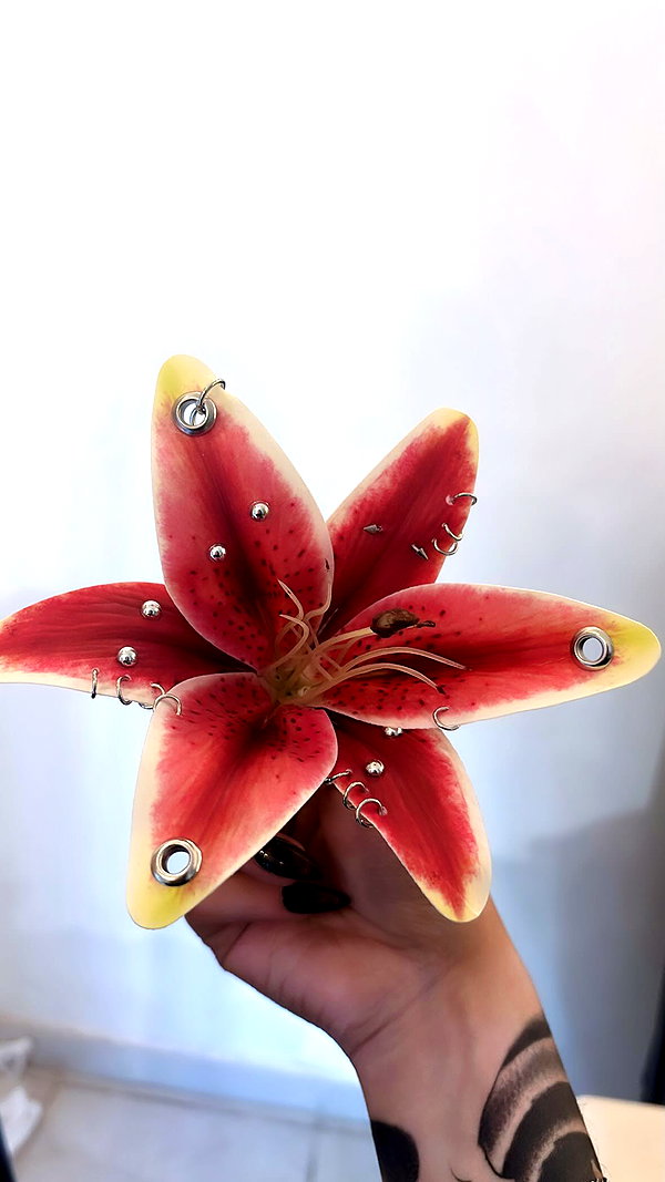 lasaaagna archive image