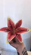 lasaaagna Altpins Profile Picture