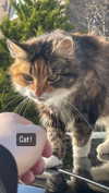 jahia_brown Altpins Profile Picture