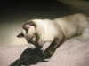 lolontlia Altpins Profile Picture