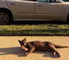 44cbrloveletter Altpins Profile Picture