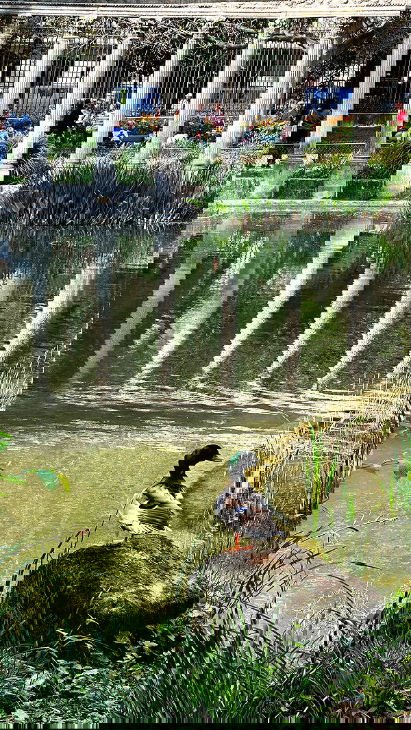 manjolamuriqi manjolamuriqi archive image