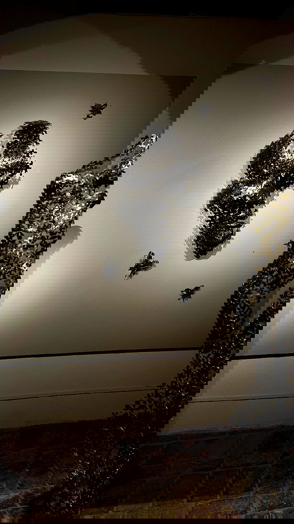 tamagotkri tamagotkri archive image