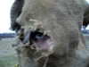 danafetishistova Altpins Profile Picture