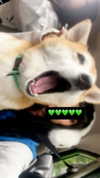 zommmbri Altpins Profile Picture