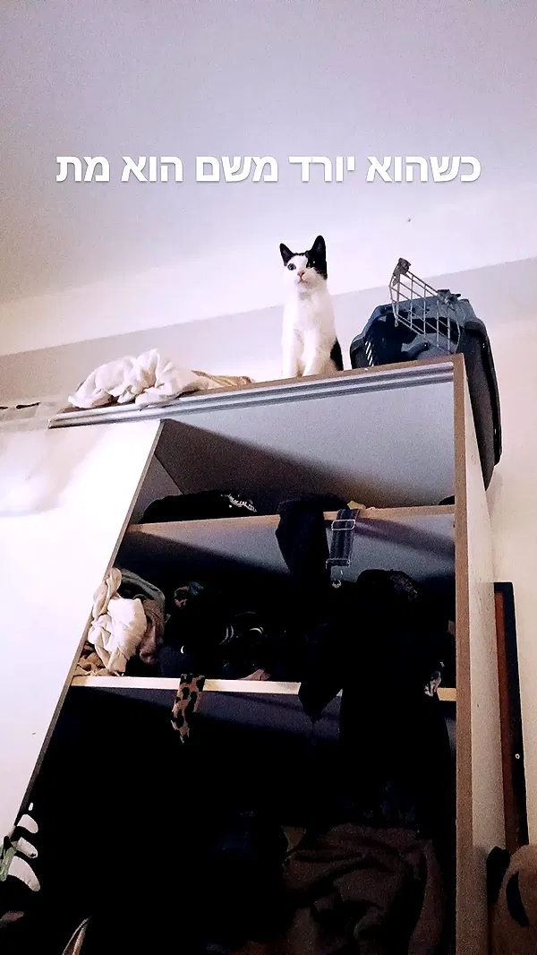 moonyyyya moonyyyya archive image