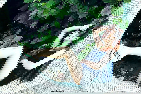 ting851204 ting851204 archive image