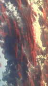 elizabethcampbelljones Altpins Profile Picture