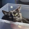 sylindathecat Altpins Profile Picture