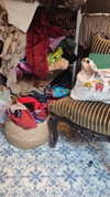 alma.almog Altpins Profile Picture