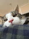 jahia_brown Altpins Profile Picture