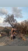 osher_yakir Altpins Profile Picture