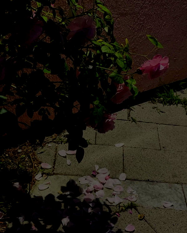 daxbin instagram image archive image