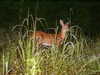 bugz4brainz Altpins Profile Picture