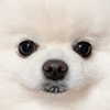 dear.zia Altpins Profile Picture