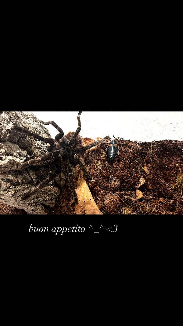 vampiryska vampiryska archive image