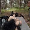 strawberryshanz Altpins Profile Picture