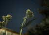orman.mariee Altpins Profile Picture