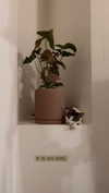 roni_ackerman Altpins Profile Picture