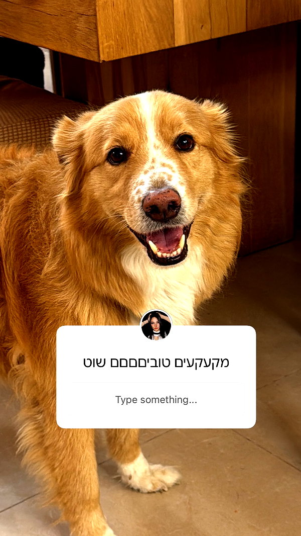 biton__adi instagram image archive image