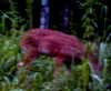 bugz4brainz Altpins Profile Picture