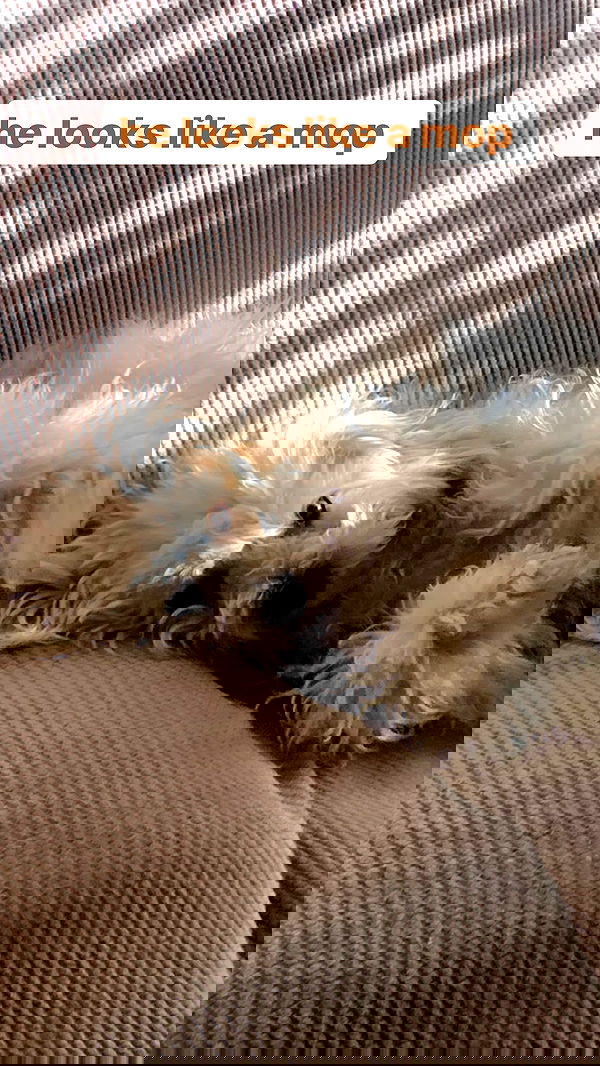 dracuina image ~ Altpins